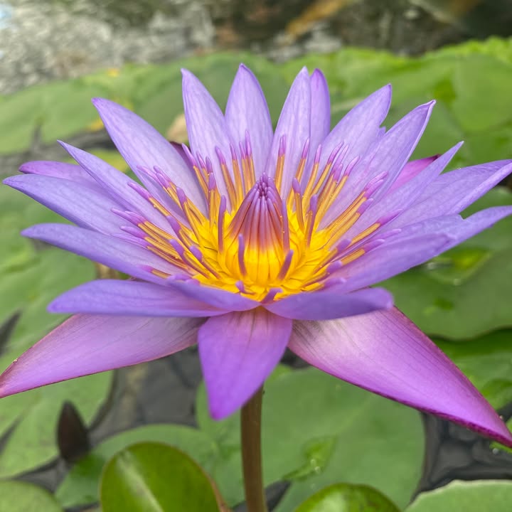 Le jardin aquatique d'Acorus