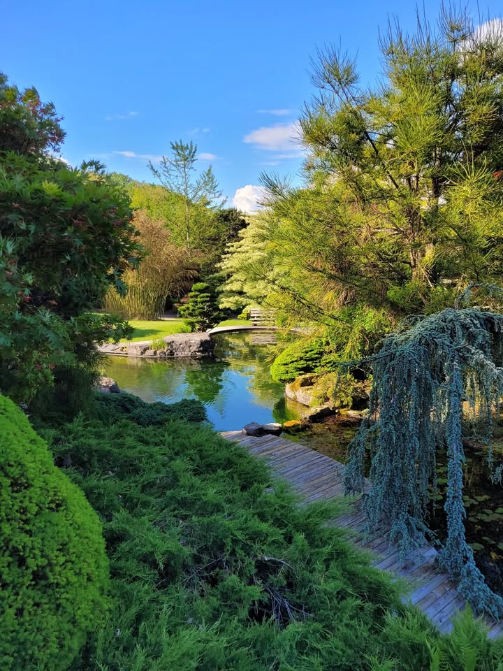 Le jardin aquatique d'Acorus