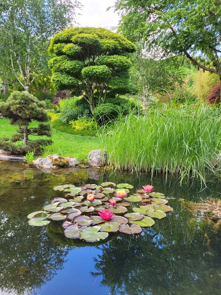 Le jardin aquatique d'Acorus