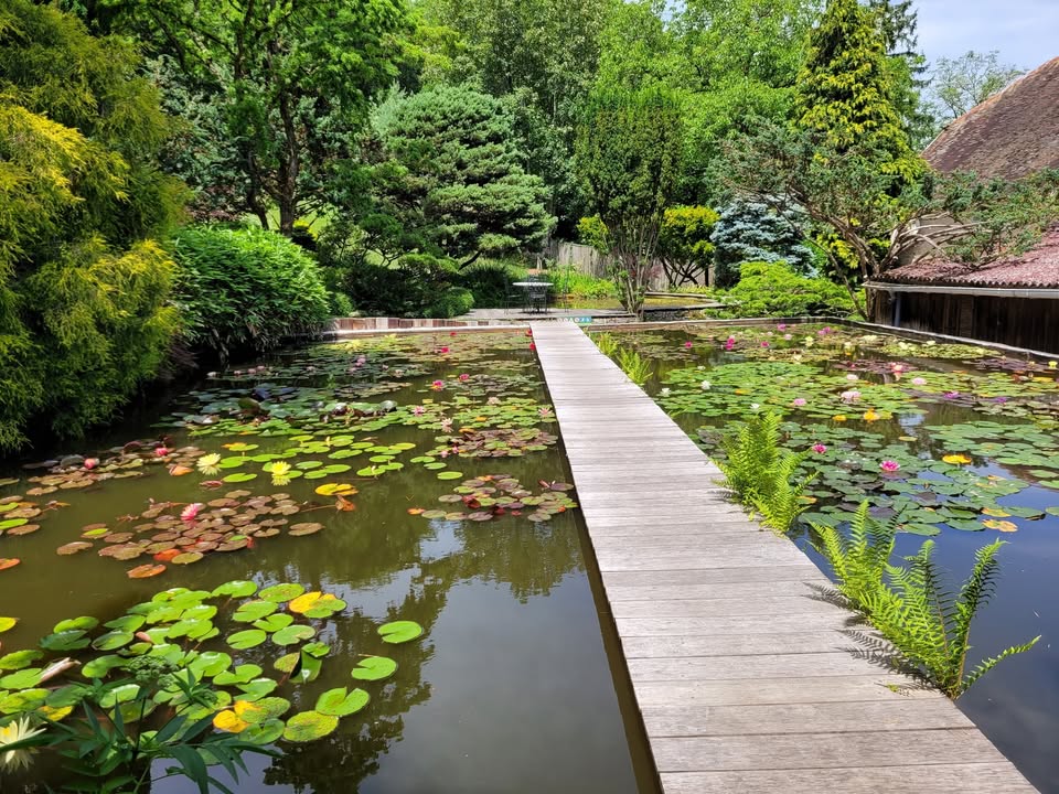 Le jardin aquatique d'Acorus