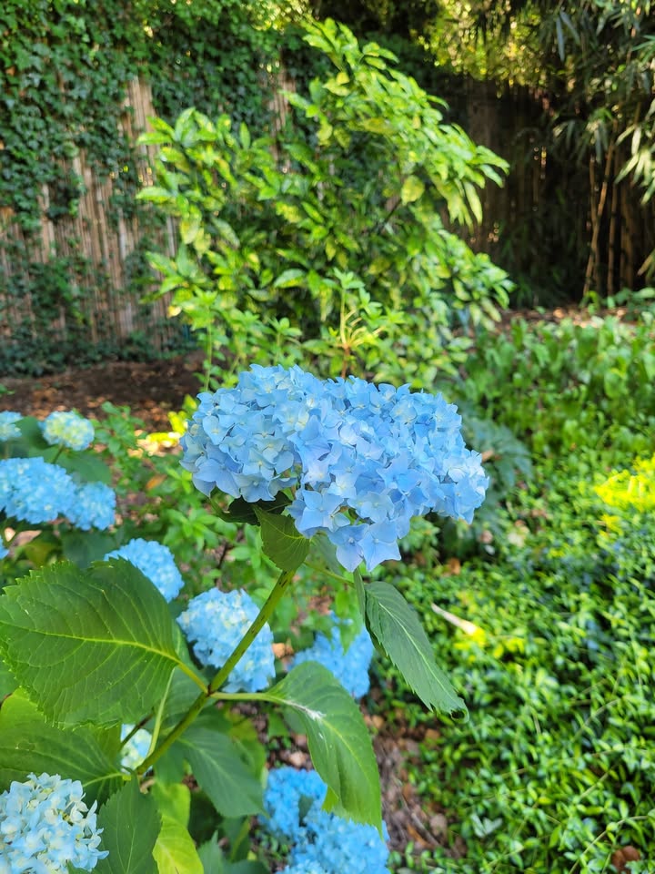 Le jardin aquatique d'Acorus