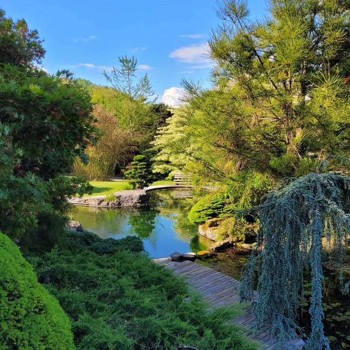 Le jardin aquatique d'Acorus