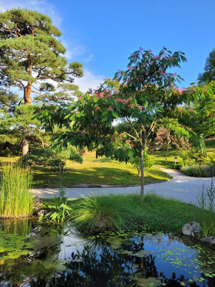 Le jardin aquatique d'Acorus