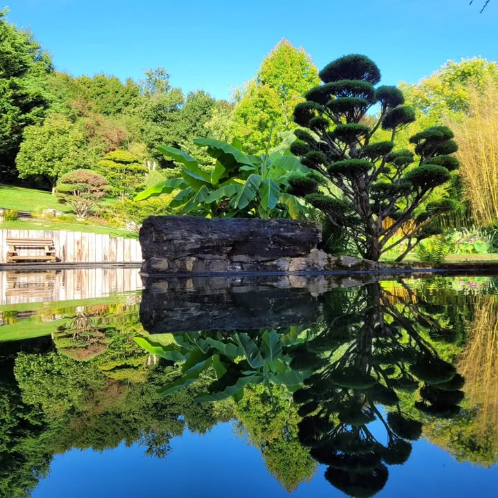 Le jardin aquatique d'Acorus
