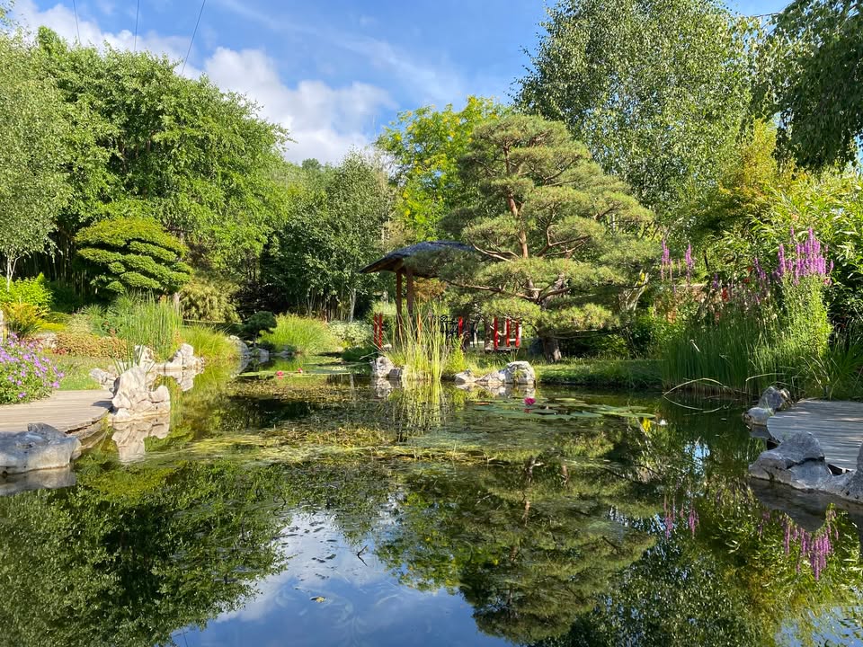 Le jardin aquatique d'Acorus