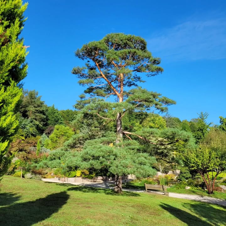 Le jardin aquatique d'Acorus