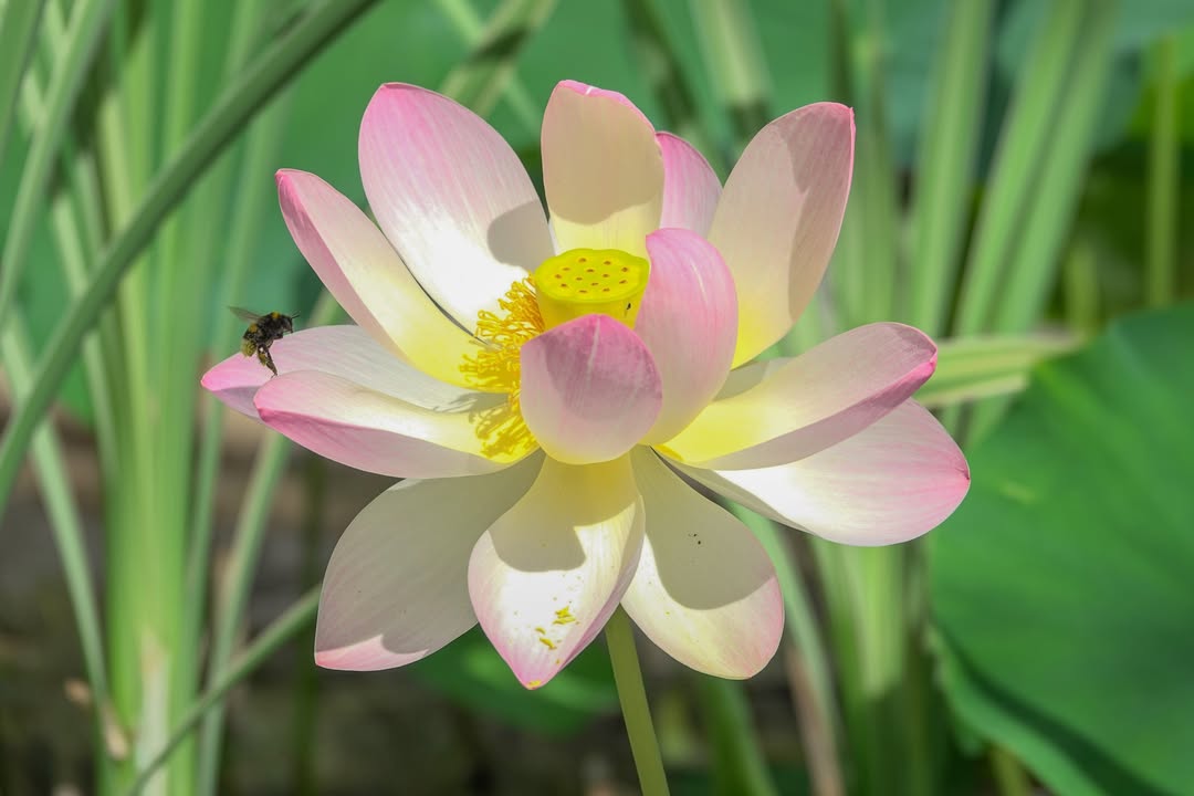 Le jardin aquatique d'Acorus