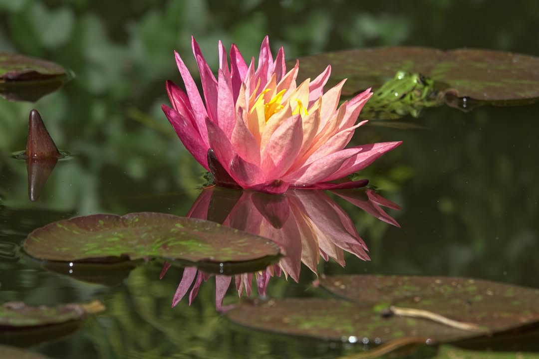 Le jardin aquatique d'Acorus