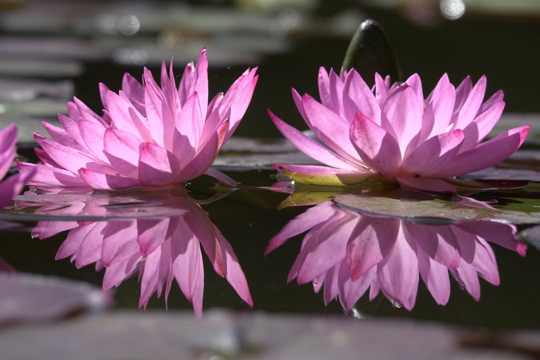 Le jardin aquatique d'Acorus