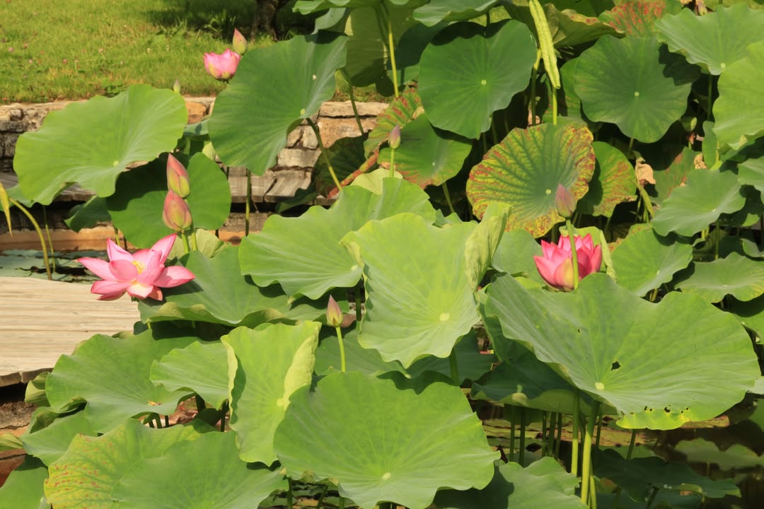 Le jardin aquatique d'Acorus