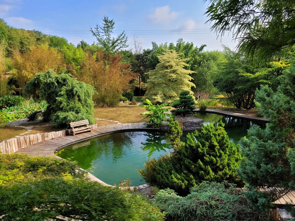 Le jardin aquatique d'Acorus