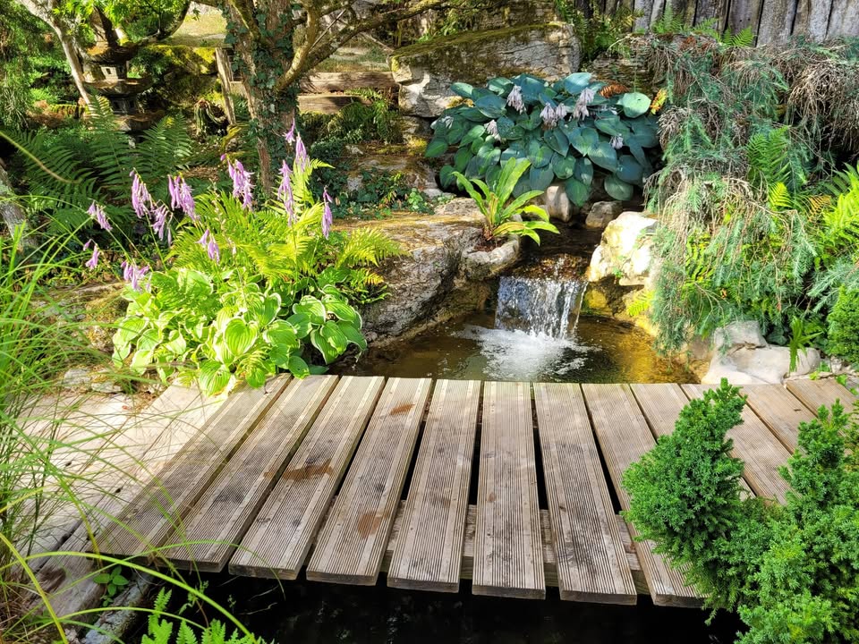 Le jardin aquatique d'Acorus