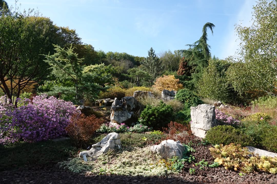 Le jardin aquatique d'Acorus